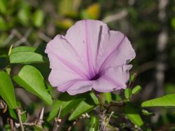 Pos_Kayuda_20141127_021